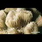 Image result for Manicina areolata Klasse. Size: 150 x 150. Source: nmita.rsmas.miami.edu