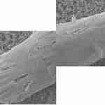 Image result for "paracalanus Quasimodo". Size: 150 x 150. Source: www.researchgate.net