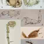 Image result for "microprotopus Maculatus". Size: 150 x 150. Source: www.researchgate.net