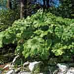 Image result for Darmera peltata native Umbrella Plant. Size: 150 x 150. Source: www.stonecrop.org
