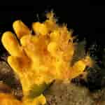 Image result for "axinella Verrucosa". Size: 150 x 150. Source: www.biologiamarina.org