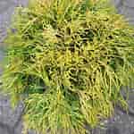 Image result for Chamaecyparis Filifera Aurea. Size: 150 x 150. Source: gartenhit24.de