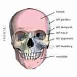 Image result for "craniella Cranium". Size: 150 x 150. Source: hominin.anthropology.wisc.edu