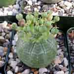 Image result for "pseudochirella Obesa". Size: 150 x 150. Source: www.etsy.com