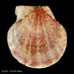 Image result for "palliolum Striatum". Size: 150 x 150. Source: www.conchology.be