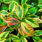 Image result for "stylodictya Aculeata". Size: 150 x 150. Source: stevesleaves.com