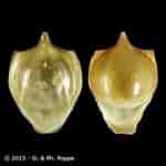 Afbeeldingsresultaten voor "cavolinia tridentata Danae". Grootte: 150 x 150. Bron: www.conchology.be