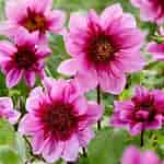 Image result for Dahlia Anemone Flower. Size: 150 x 150. Source: www.crocus.co.uk