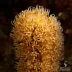Image result for "pseudoplexaura Porosa". Size: 150 x 150. Source: marinebiology.org