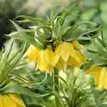 Image result for "fritillaria Sargassi". Size: 150 x 150. Source: ubicaciondepersonas.cdmx.gob.mx