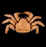 Image result for "leptaspidea Brevipes". Size: 150 x 151. Source: www.naturalart.be
