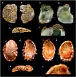 Image result for Ostreidae. Size: 150 x 152. Source: bioone.org