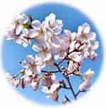 Image result for しずか桜. Size: 150 x 152. Source: www.amazon.co.jp