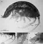 Image result for "ampelisca Diadema". Size: 150 x 152. Source: www.researchgate.net