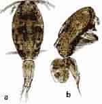 Image result for "oncaea Clevei". Size: 135 x 153. Source: copepodes.obs-banyuls.fr