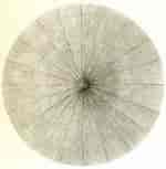 Image result for "litharachnium Tentorium". Size: 150 x 153. Source: www.radiolaria.org