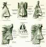 Afbeeldingsresultaten voor Rissoides anatomie. Grootte: 150 x 153. Bron: www.etsy.com