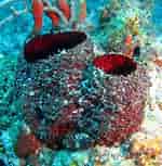 Image result for "mycale Laxissima". Size: 150 x 153. Source: spongeguide.uncw.edu