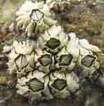 Image result for Semibalanus barnacles. Size: 150 x 153. Source: www.coa.edu
