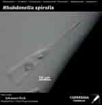 Image result for "rhabdonella Spiralis". Size: 150 x 154. Source: www.st.nmfs.noaa.gov