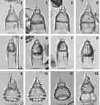Afbeeldingsresultaten voor "pterocyrtidium Dogieli". Grootte: 146 x 154. Bron: bioone.org
