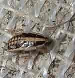 Image result for "procerodella Asahinai". Size: 150 x 154. Source: bugguide.net