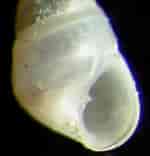 Image result for "odostomia Conoidea". Size: 150 x 156. Source: www.naturamediterraneo.com