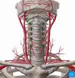 Image result for Normvariante der Arteria vertebralis Mit Kurzstreckiger Doppelung. Size: 150 x 156. Source: www.kenhub.com