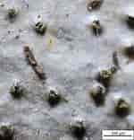 Image result for "pseudochirella Pustulifera". Size: 150 x 156. Source: www.ascofrance.com