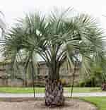 Image result for Butia capitata. Size: 150 x 156. Source: oasis-garden.ch