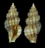 Image result for "raphitoma Linearis". Size: 150 x 157. Source: www.shellauction.net