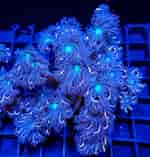 Image result for Clavularia viridis tricolor. Size: 150 x 157. Source: www.communitycorals.de