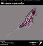 Image result for "microsetella Norvegica". Size: 150 x 157. Source: www.st.nmfs.noaa.gov