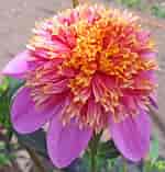 Image result for Dahlia Anemone Flower. Size: 150 x 157. Source: www.pinterest.com