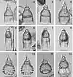 Image result for "pterocyrtidium Dogieli". Size: 150 x 158. Source: bioone.org
