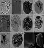 Afbeeldingsresultaten voor "pterocyrtidium Dogieli". Grootte: 146 x 158. Bron: www.researchgate.net