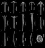 Résultat d’image pour Alectona millari Geslacht. Taille: 150 x 158. Source: www.researchgate.net