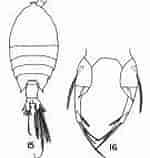 Image result for "pontellina Plumata". Size: 135 x 158. Source: copepodes.obs-banyuls.fr