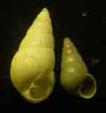 Image result for "odostomia Conoidea". Size: 150 x 159. Source: www.naturamediterraneo.com