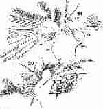 Image result for "pontellina Plumata". Size: 135 x 159. Source: copepodes.obs-banyuls.fr