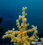 Image result for Stereonephthya. Size: 150 x 159. Source: reefbuilders.com