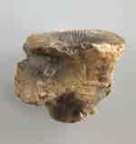 Image result for "haliommatidium Tabulatum". Size: 150 x 159. Source: terra-paleontologica.com