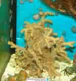Image result for Stereonephthya. Size: 150 x 159. Source: www.reeflex.net