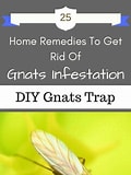 Image result for best way to get rid of gnats. Size: 120 x 160. Source: www.pinterest.com