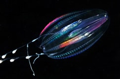 Image result for "ctenophora". Size: 242 x 160. Source: coldwater.science