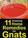 Image result for best way to get rid of gnats. Size: 120 x 160. Source: www.pinterest.com.au