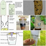 Image result for best way to get rid of gnats. Size: 160 x 160. Source: bestgnattrap.blogspot.com
