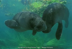 Image result for "trichechus inunguis". Size: 235 x 160. Source: www.mindenpictures.com