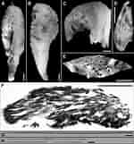 Afbeeldingsresultaten voor "rhizaxinella Elongata". Grootte: 150 x 161. Bron: www.researchgate.net