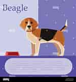 Billedresultat for Beagle. størrelse: 150 x 161. Kilde: www.alamy.com